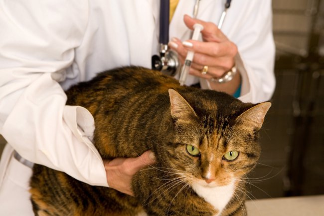 cat-vaccination.jpg