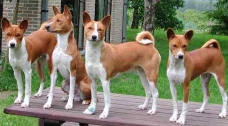 basenji.jpeg basenji.jpeg