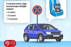 В МАДИ рассказали, почему опасно оставлять животных одних в салоне автомобиля