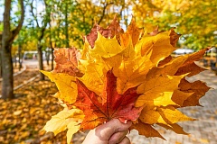 В выходные в столичных парках пройдут экскурсии, мастер-классы и фестивали